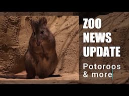 Zoo News | Potoroos, Storms & Milestones