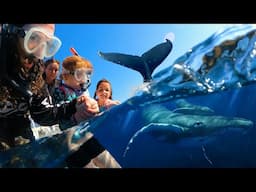 SURROUNDED BY WHALES a Crazy Experience!!  Finding underwater animals with all my Family in Hawaii