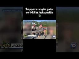 Trapper wrangles gator on I-95 in Jacksonville #alligator #jacksonville #wildflorida
