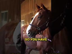 Three-Star Grand Prix Jumper in Need of Crucial Adjustment!