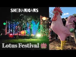 Daytona Beach, Barberville Shenanigans, and The Lotus Festival