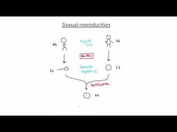 GCSE Biology - B13 Reproduction OVERVIEW