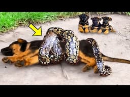 Giant Python Twisted Mama Dog. Seconds Later, The Unbelievable Happened!