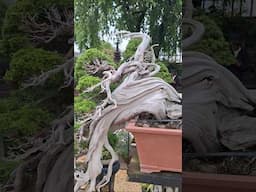 Shunkaen Bonsai Museum Tokyo. #Bonsai #tree #japan #nature
