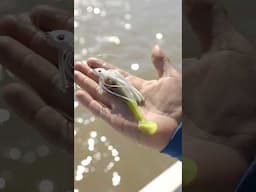 This setup catches fish! #fishing #shorts