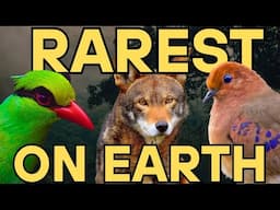 10 of the RAREST Species on Earth - Part 5
