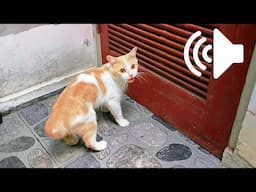 Crazy Cat in Heat! 1 Hour of Hilarious Meowing