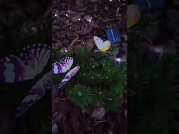 garden transformation...