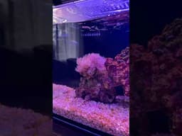 First coral is doing great :)