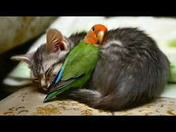 When your cat is Obsessed with his Tiny Love Bird