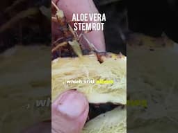 Aloe vera Stem Rot