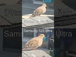 Samsung vs iPhone Video Zoom Comparison