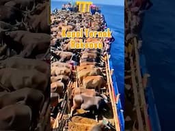 Kapal Ternak Raksasa Sekaligus Angkut 20000 Hewan