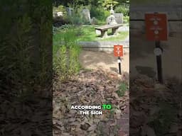 Unexpected Cemetery Guests: Golf Legend & Music Icon Located! #shorts