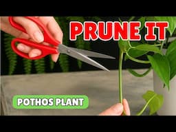 How to Prune a Pothos Plant for a Fuller, Healthier Look! 🌿