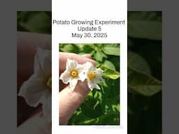 Potato Growing Experiment Update 5