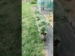 Taters and Maters.