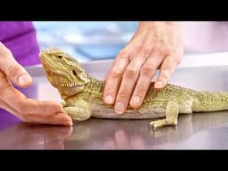 The Fascinating Life Cycle of Bearded Dragons