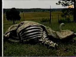 San Luis Valley Update (cattle mutilations)