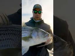 Fall fishing ‘24 South shore of LI, NY #fishing #flyfishing #newyork