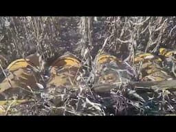 Watch | Harvest time: ‘Let’s call it the season of getting stuck …’