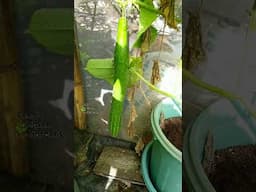 Growing Cucumber in Container #viralshort #gardening #viralvideo #garden #vegetables