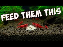 You NEED to feed YOUR Shrimp This food! 🦐
