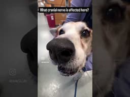 Dog Can’t Close Its Mouth #neuroanatomy  #veterinarytips