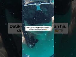 AKU KETEMU HIU SAAT SNORKELING DI MALDIVES!