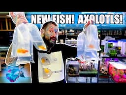 NEW FISH UNBOXING! AXOLOTL UPDATE! Pauls Aquariums Brisbane!