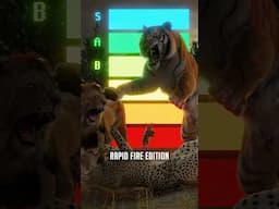 The Cat Tier List - Rapid Fire Edition