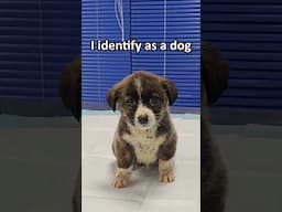 The Sweetest Rescue Puppy 🥰
