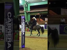 Emperador de HH (Quita sueño x Evolución de HH), Campeona Reservada Feria de las Madres 2025