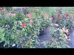 Rose Plants Collection for my Flower Garden | Gardening in Kentucky