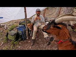 Stormy Tarp Camping at 10K with Pack Goats & Dogs! NEW Firebox HEX-Stove Reflector Oven Testing.