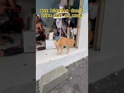 Cat is Watching Bella
