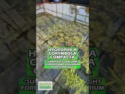 POTTED IN-HOUSE Hygrophila Compact (Easy Foreground Aquarium Plant For Sale)