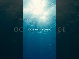 Something magical is coming… “Ocean’s Voice” arrives on March 7th. 🐳🐋🐬 #whale #dolphin #ocean