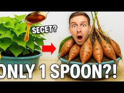 Just 1 Spoon?! HUGE Potatoes in 2 Months!