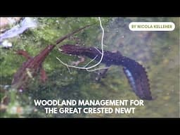 Woodland Management for the Great Crested Newt