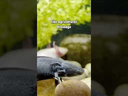 Salamander's Live in Drainage Ditch