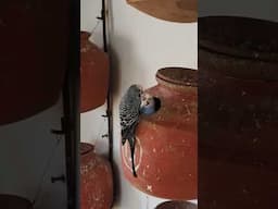 Budgies Breeding Pot #budgies #shorts