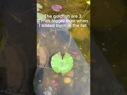 Japanese garden pond life #fish