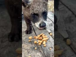 Have you seen a wild animal eating chinchin ?