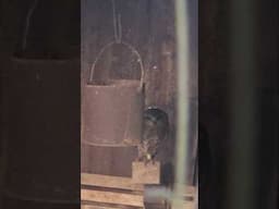 Mr owl 🦉  in the old chook house ...#shortvideo #lovingnature #nature