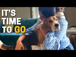 When to Consider Euthanizing Your Beagle? (The Hardest Decision)