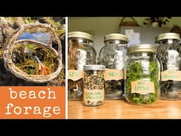 Come forage and eat seaweed with me