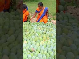 MANGO PICKLE | Fresh Raw Mango Picking #mango #village