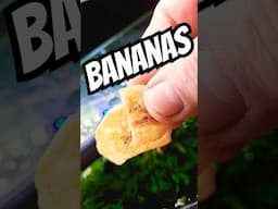 FEEDING Tropical Fish BANANAS #tropicalfishtank #exoticaquariumfish #aquarium #fishaquarium #fish