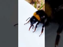 It's the law... save bees like this!
